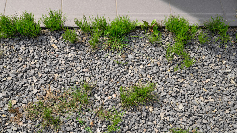 weeds growing through gravel