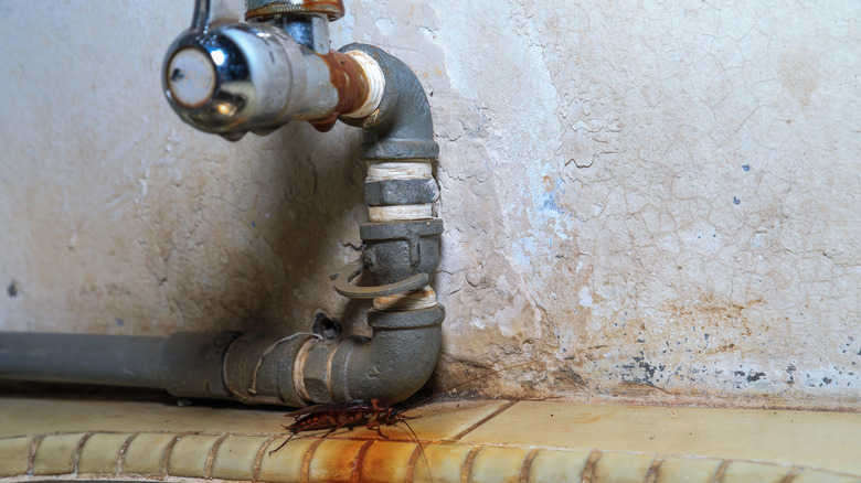 Cockroach near pipes