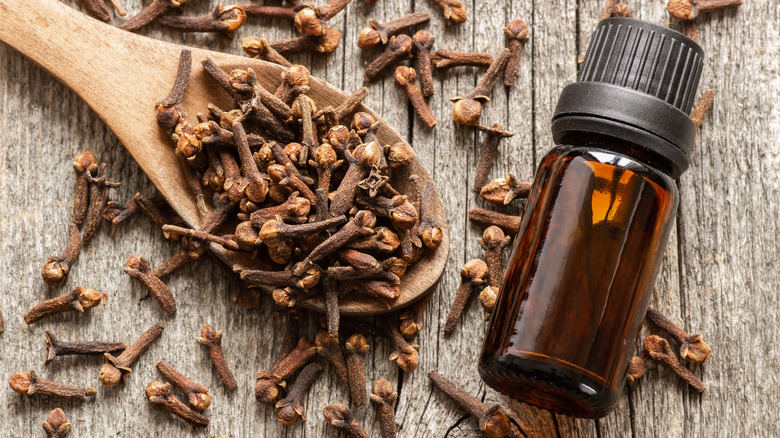 Close up glass bottle of essential clove oil and cloves in wooden spoon.