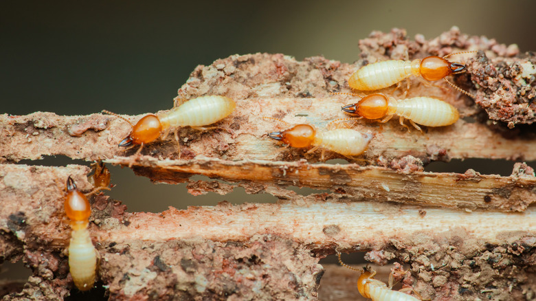 Close-up of termites actively consuming and damaging a piece of wood.