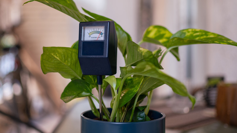 Soil moisture meter in a potted plant