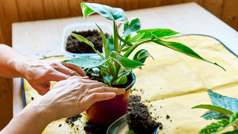 Person repotting houseplant