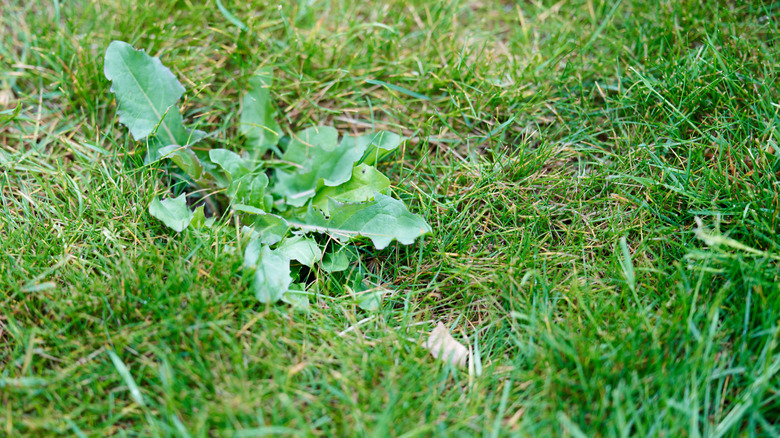 ugly weed in a lawn