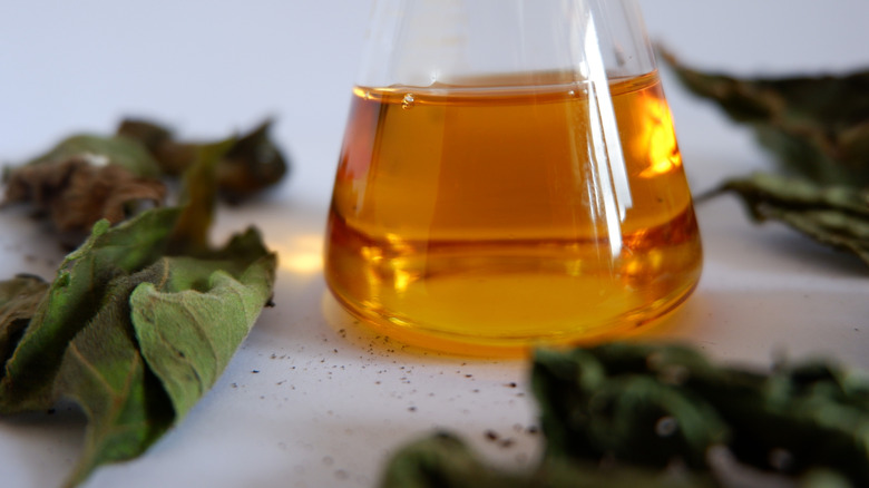 Patchouli oil products after the filtering process are combined with patchouli leaves