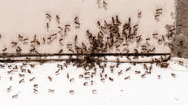 ants coming in under door