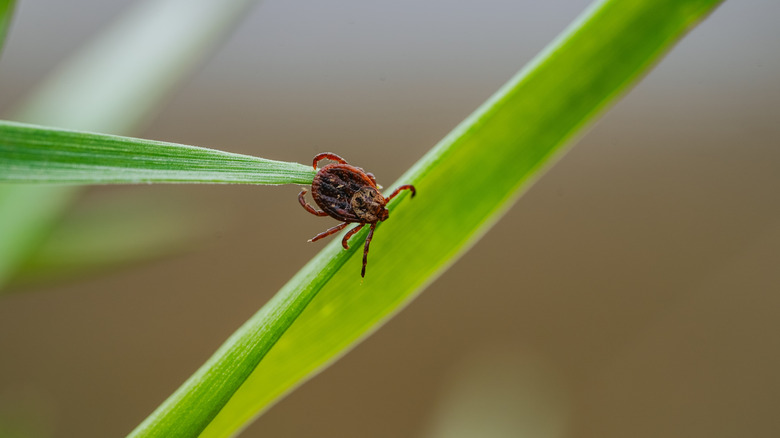 Tick crawling on blades of grass in yard