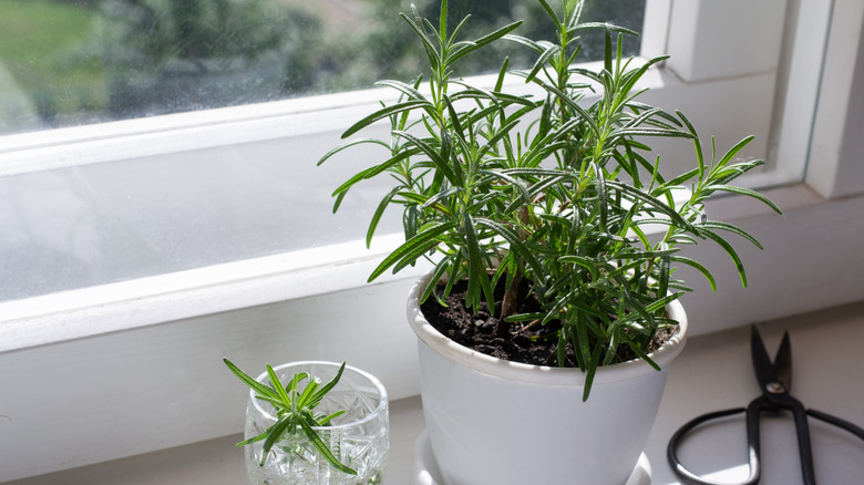 rosemary growing in a pot indoors