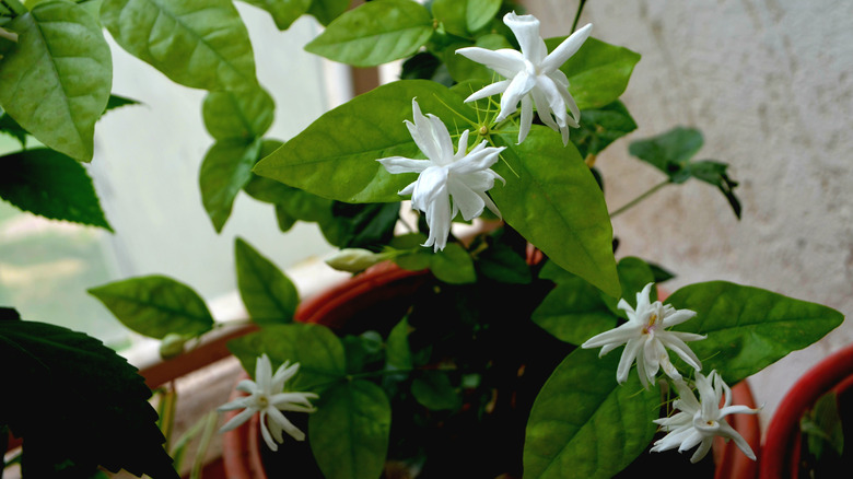 Potted Arabian jasmine plants in an indoor environment