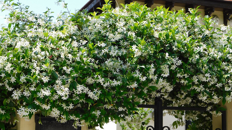 Jasmine plant blooming over the gate of a home