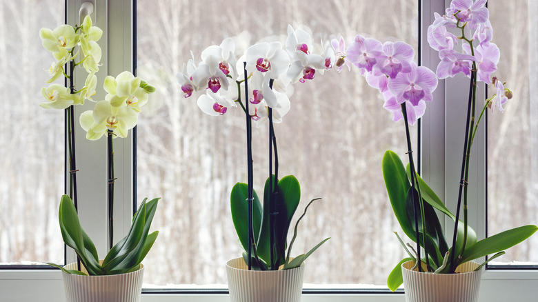 orchids on a windowsill in winter