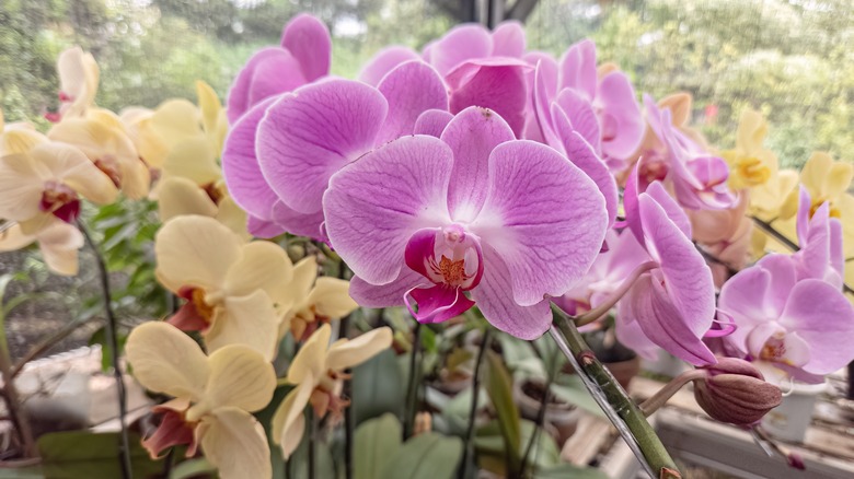 pink and yellow orchids grow in a garden