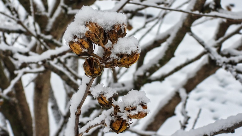 a dead hibiscus plant covered in snow
