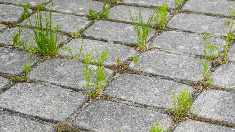 Weeds growing in the cracks between stone pavers