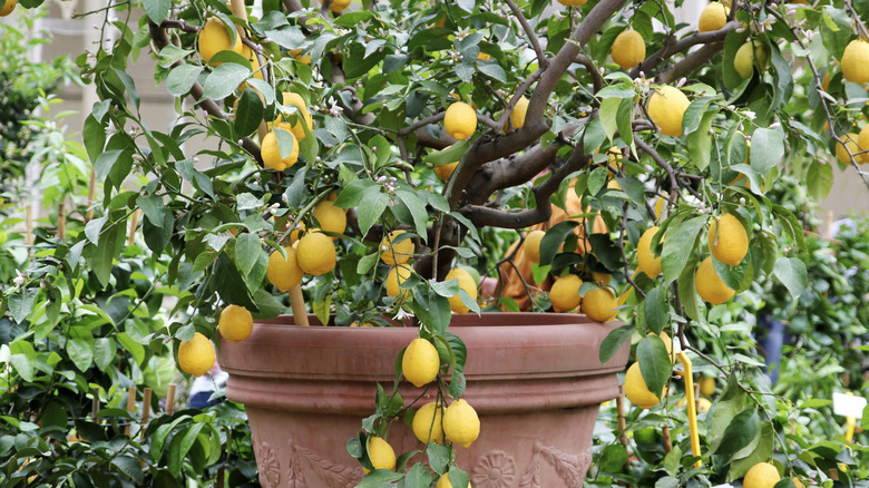 Potted lemon tree in outdoor garden