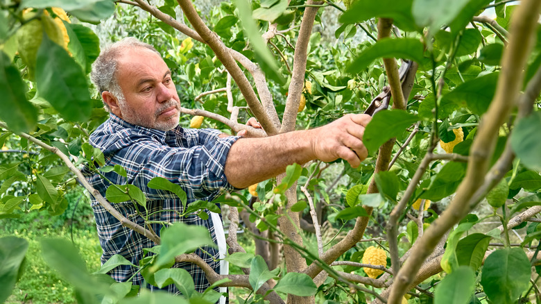 Orchardist pruning lemon tree