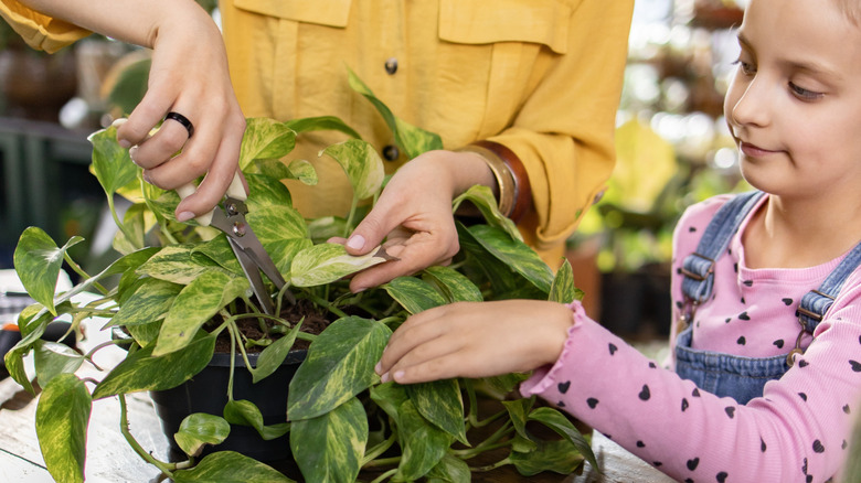 A young girl watching an adult prune a houseplant