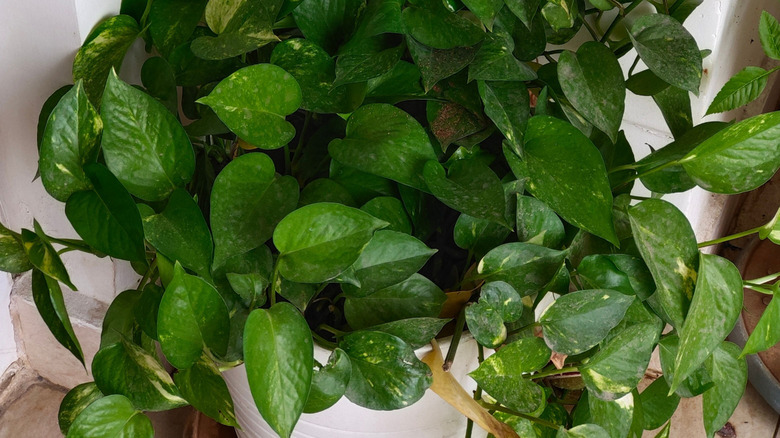 A bushy pothos in a white pot