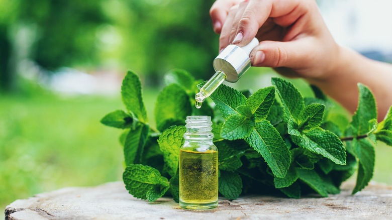 Bottle of essential oil surrounded by peppermint leaves