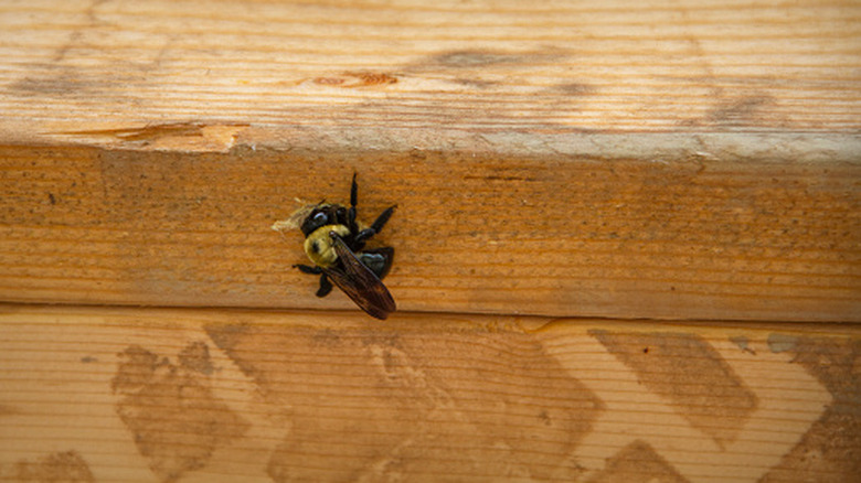 Carpenter bee making a hole in untreated wood