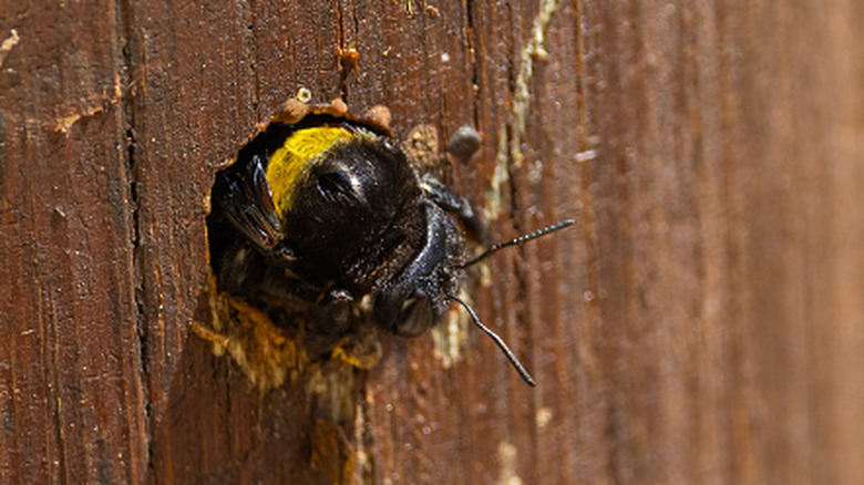 Carpenter bee sticking out of a hole on a wooden fence