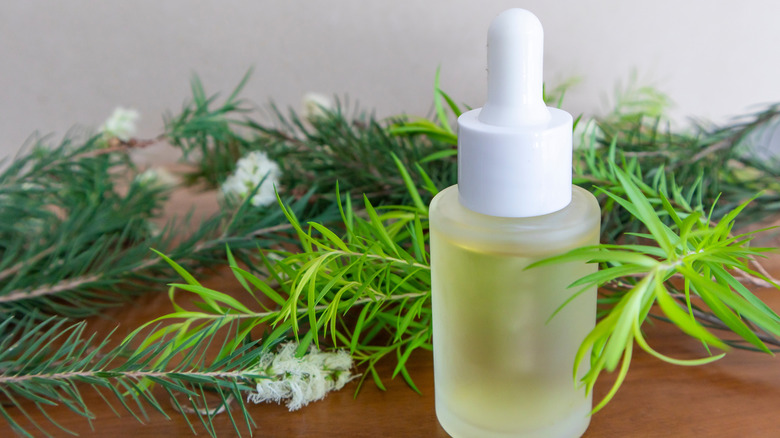 Bottle of oil in front of a tea tree branch