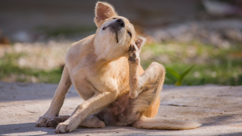 Dog sitting on sidewalk scratching face with hind leg