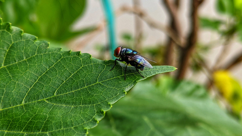 A fly on a leaf