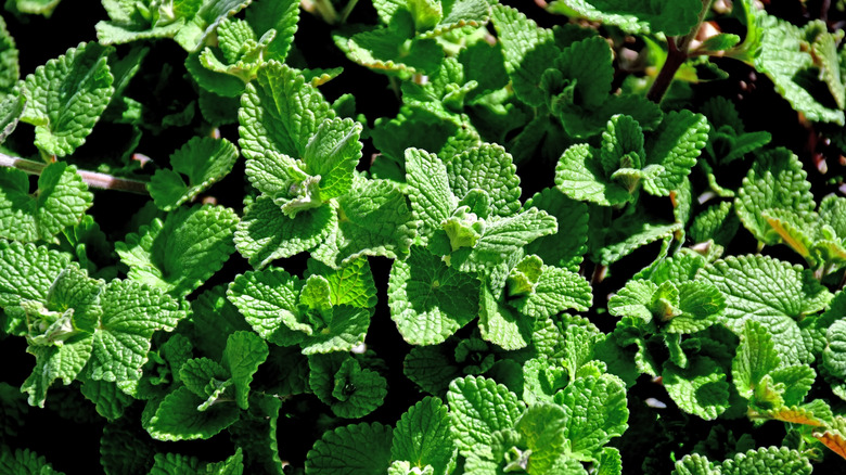 Catnip plants growing in the sun