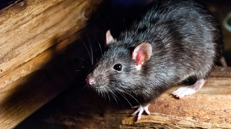 black rat inside a wooden space
