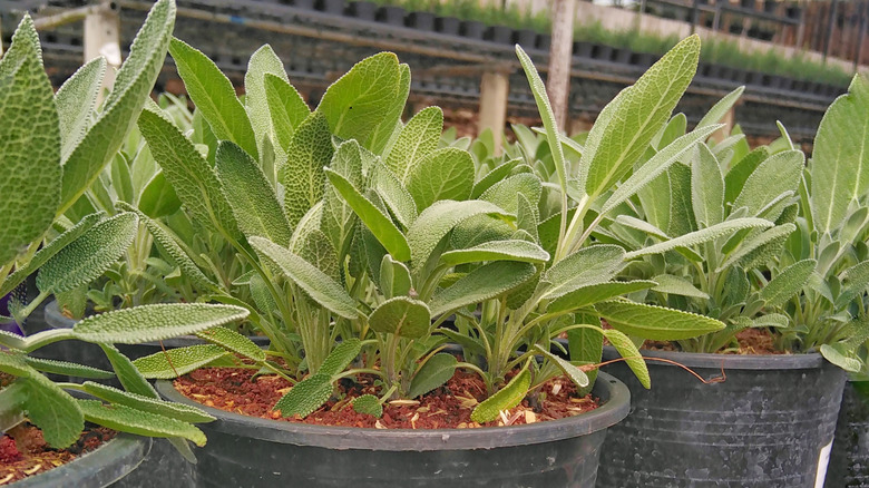 sage growing in large pots