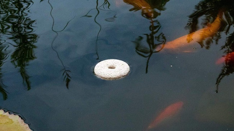 a mosquito dunk floating in koi pond
