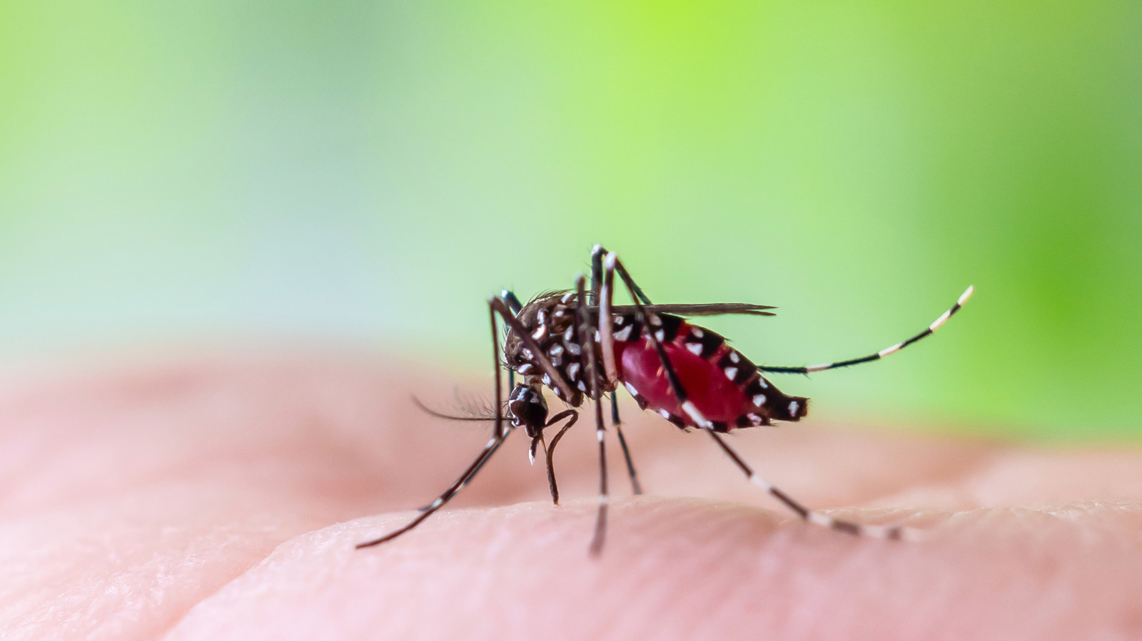 Repel mosquitoes with these must-try tricks - cover