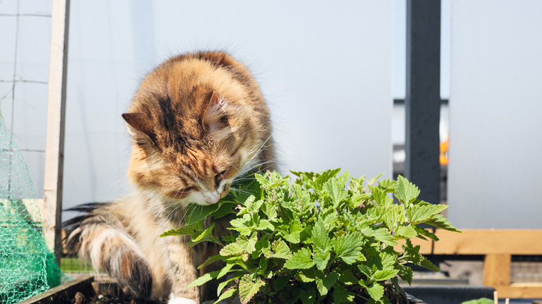 A cat chewing on catnip leaves.