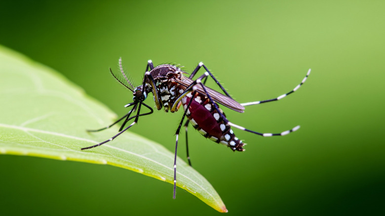 A close-up of a mosquito perched on a leaf.