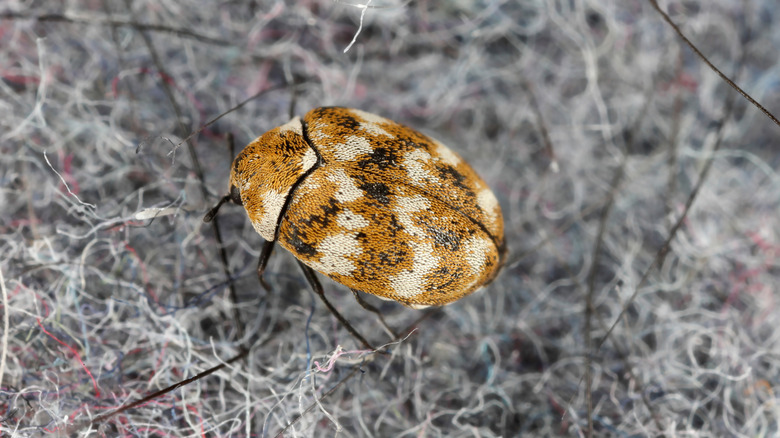 Carpet beetle in a gray carpet