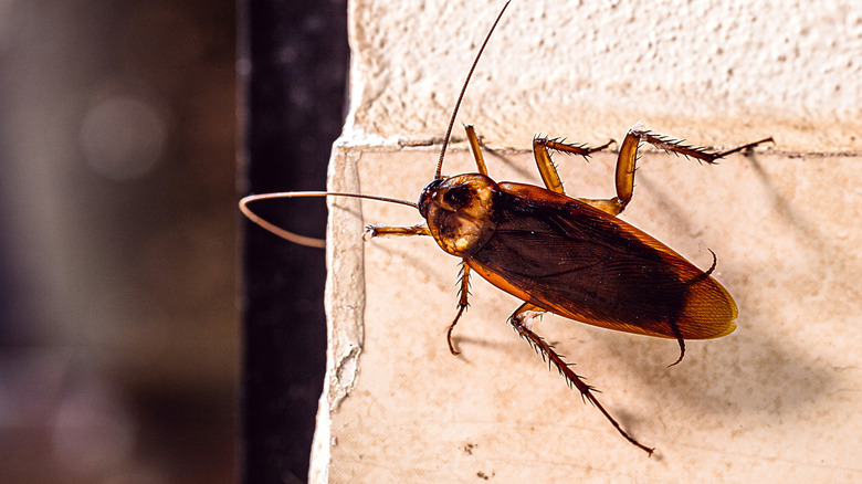 Cockroach on a wall