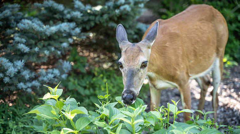 Deer eating garden plants