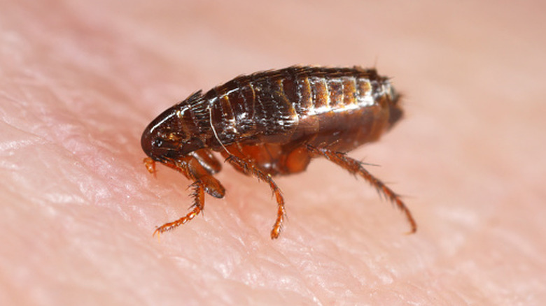 Flea on human skin