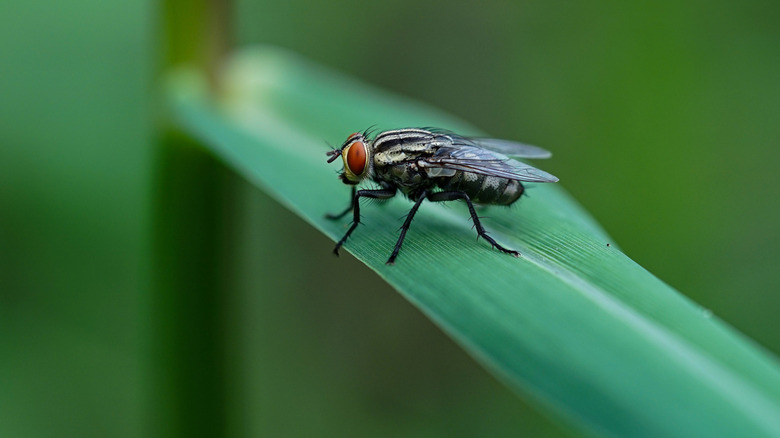 Common housefly on a blade of grass