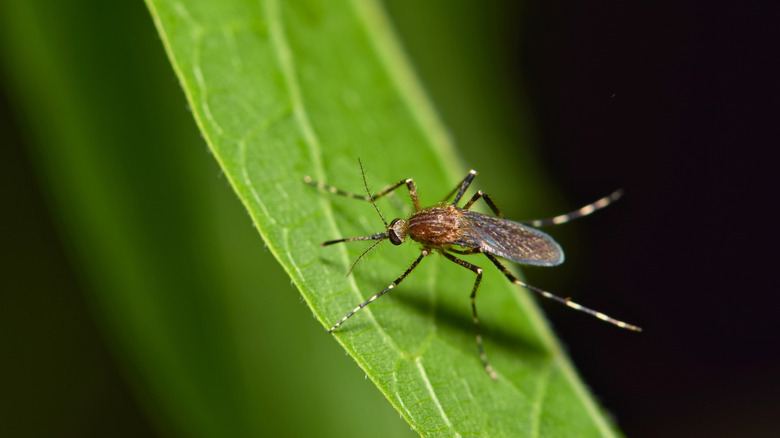A mosquito on a leaf