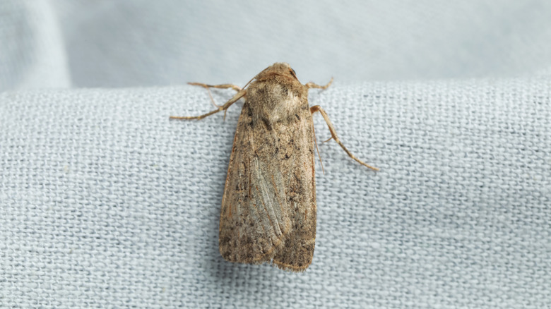 Brown moth on gray cloth