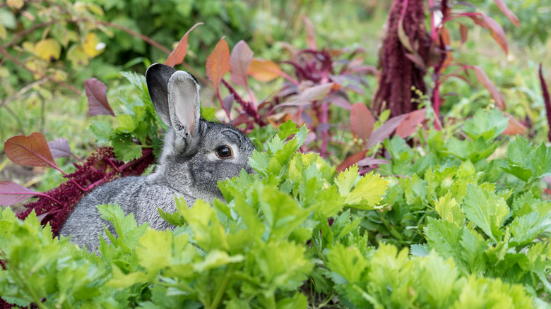 Gray rabbit in a vegetable garden