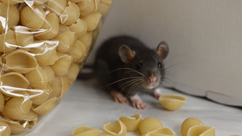 Gray mouse behind a bag of dried pasta