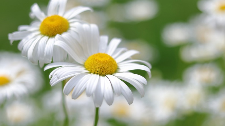 Closeup of Dalmatian daisies in the garden