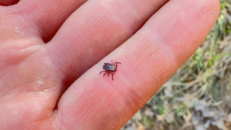 Tick crawling on hand