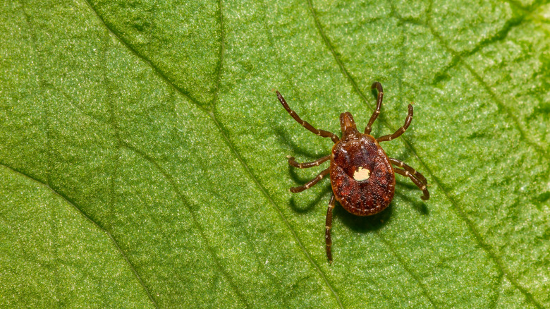 lone star tick crawling on leaf