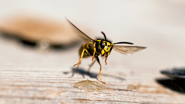 wasp flying on wood
