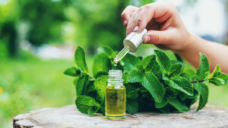 hand holding peppermint oil dropper