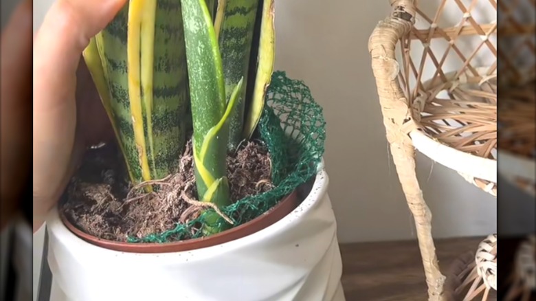 Double potted snake plant with green produce mesh for drainage