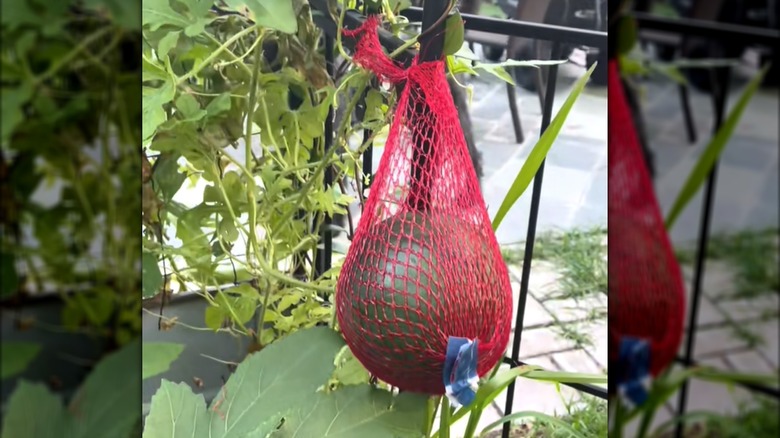 Large growing melon supported by grocery store netting on trellis